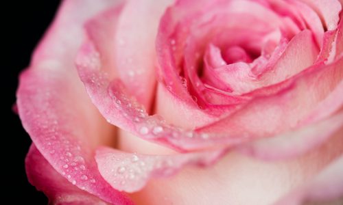 Une fleur rose en gros plan avec de la rosée qui perle